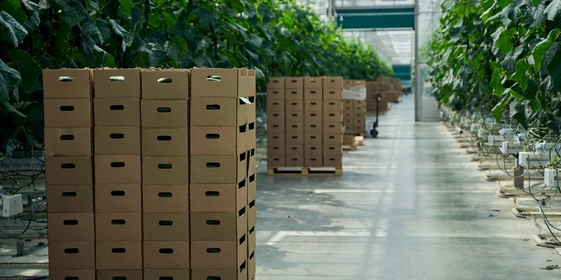 Собранный урожай уже на следующий день окажется на полках ВкусВилла