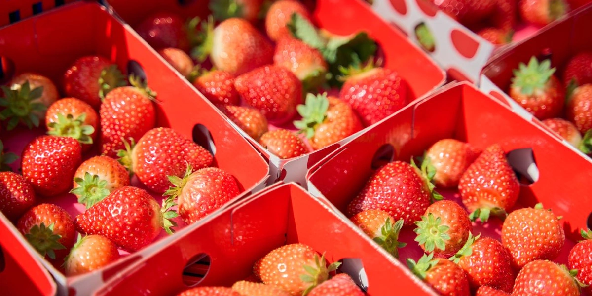 Благодаря постоянно поддерживаемому микроклимату урожай в теплицах собирают круглый год