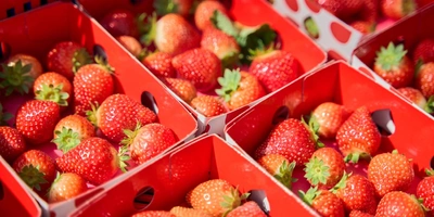 Благодаря постоянно поддерживаемому микроклимату урожай в теплицах собирают круглый год