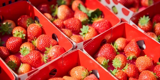 Благодаря постоянно поддерживаемому микроклимату урожай в теплицах собирают круглый год