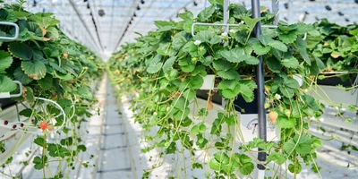 Между рядами прокатывается тележка, сотрудник собирает ягоду сразу с обеих сторон и раскладывает в контейнеры