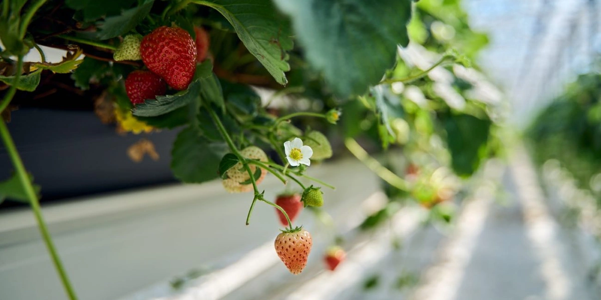 В теплицах тихо, жарко и чисто. Пол теплиц выстелен агротканью, которая защищает растения от сорняков и обеспечивает чистоту теплиц. А приподнятые над полом растения как будто парят в воздухе