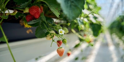 В теплицах тихо, жарко и чисто. Пол теплиц выстелен агротканью, которая защищает растения от сорняков и обеспечивает чистоту теплиц. А приподнятые над полом растения как будто парят в воздухе