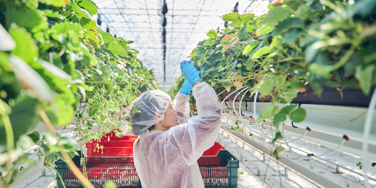 Проложенные трубы выполняют не только роль рельсов для тележек: в холодное время года они подогревают воздух. Обогрев также установлен в верхней и боковой частях теплиц