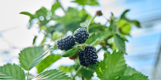 Ежевика выращивается на предприятии впервые, поэтому представляет особую гордость
