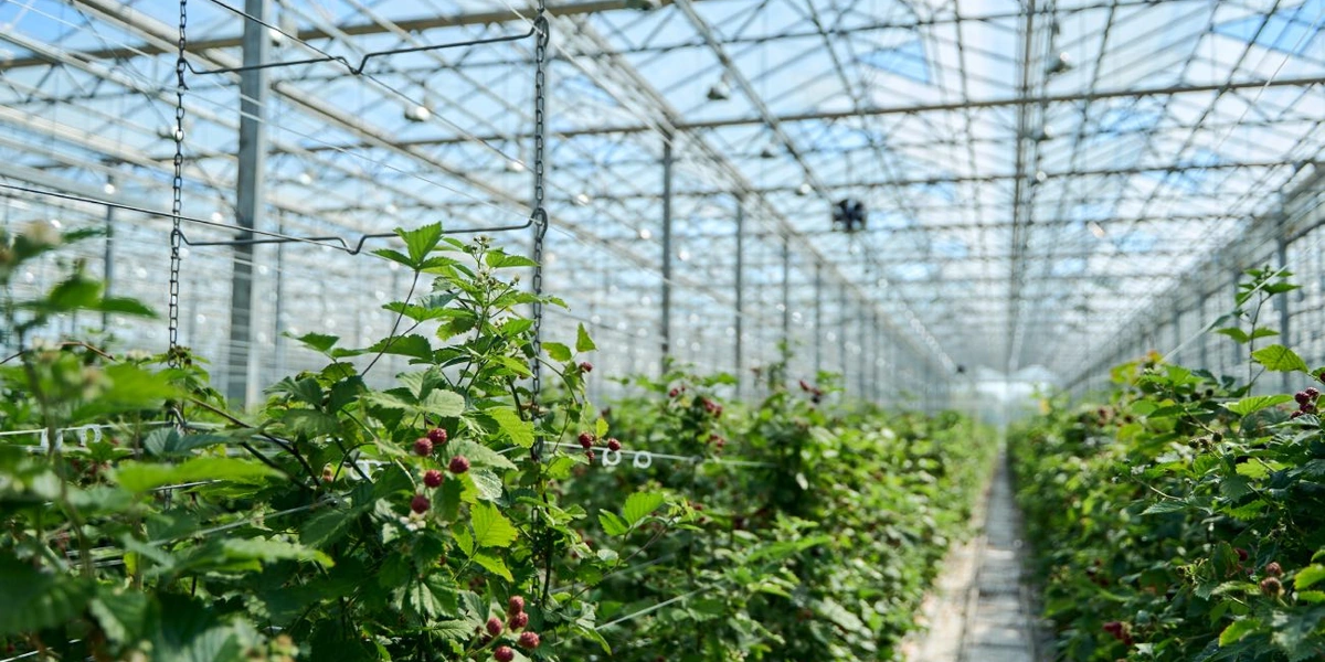 Урожай ежевики собирается на протяжении 6-7 месяцев