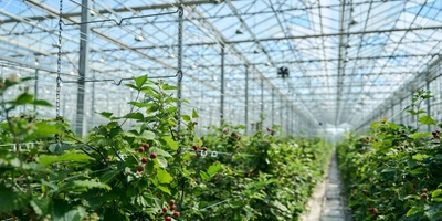 Урожай ежевики собирается на протяжении 6-7 месяцев