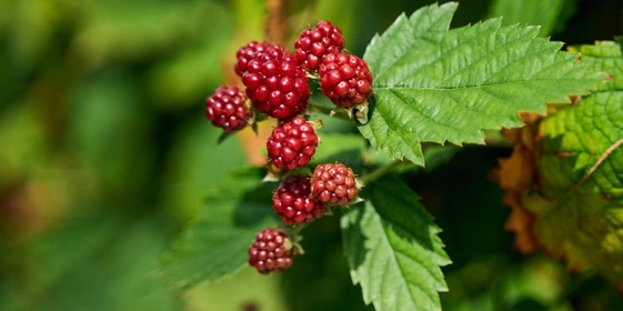Ягода обладает приятным насыщенным вкусом с характерной кислинкой
