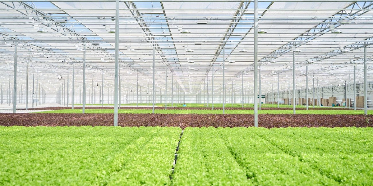 Салатные столы пополняются новыми растениями каждый день: в зависимости от того, сколько лотков сняли, столько же горшочков будет посеяно и доставлено