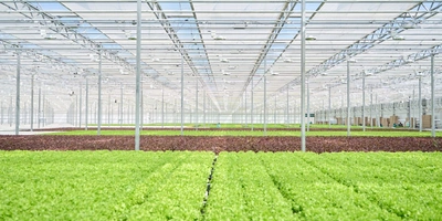 Салатные столы пополняются новыми растениями каждый день: в зависимости от того, сколько лотков сняли, столько же горшочков будет посеяно и доставлено