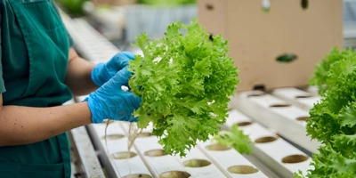 Выращивают зелень и салат прямо в экологичных горшочках, сделанных из бумаги