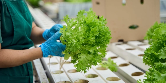 Выращивают зелень и салат прямо в экологичных горшочках, сделанных из бумаги