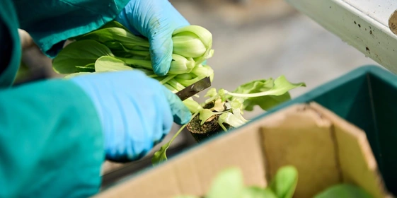 Выращивание салатов в горшках позволяет максимально долго сохранить их свежесть