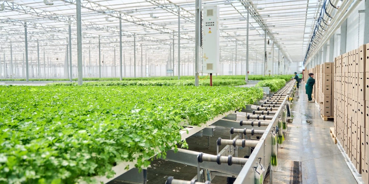 В день в теплицах собирают 32 000 штук зелени и салатов 