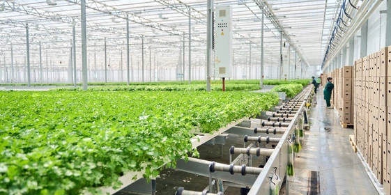 В день в теплицах собирают 32 000 штук зелени и салатов 