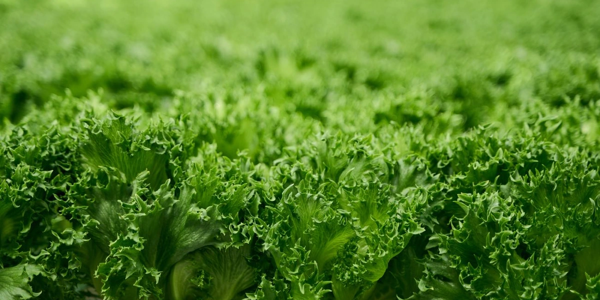 Салат Фриллис 