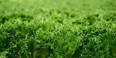 Салат Фриллис 