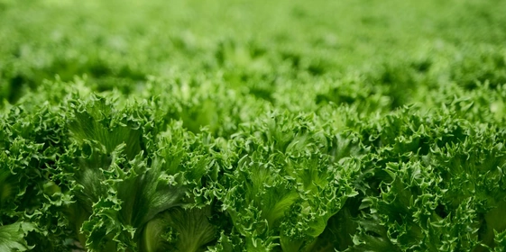 Салат Фриллис 