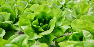 Салат Маслянистый