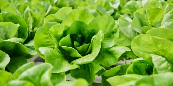 Салат Маслянистый