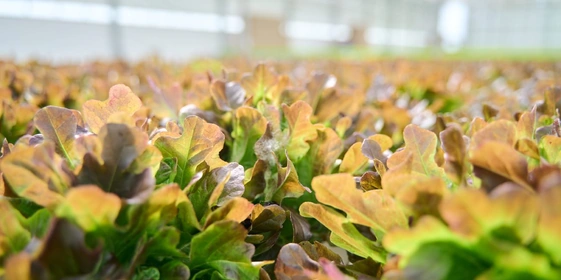 Салат красный дуболистный