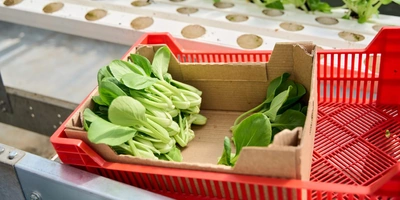 Салат Пак-чой