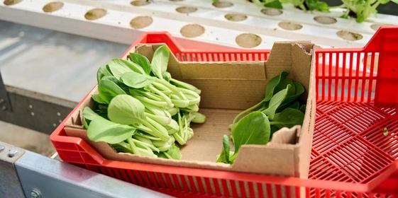 Салат Пак-чой