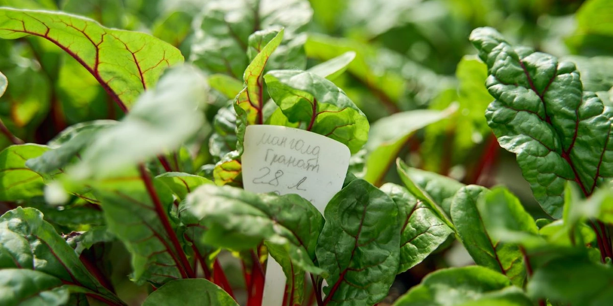 Салат мангольд — используется в составе салатных миксов