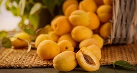 Абрикос: чем полезен, вреден и какой сорт выбрать