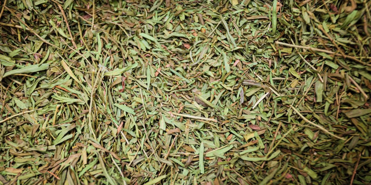 На фото эстрагон — основа для напитка «Тархун»