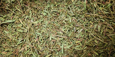 На фото эстрагон — основа для напитка «Тархун»