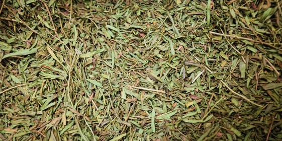 На фото эстрагон — основа для напитка «Тархун»