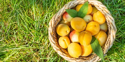 Идеальный пикник: советы по декору, меню и фотозоне от декоратора