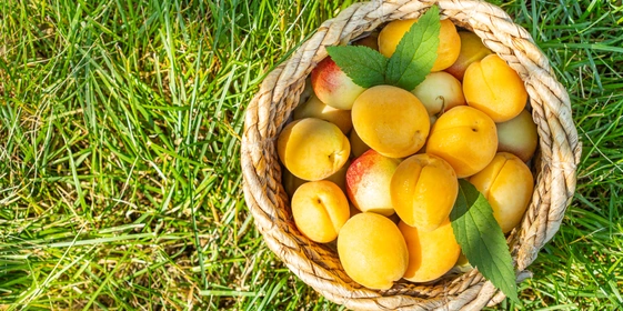 Идеальный пикник: советы по&nbsp;декору, меню и&nbsp;фотозоне от&nbsp;декоратора