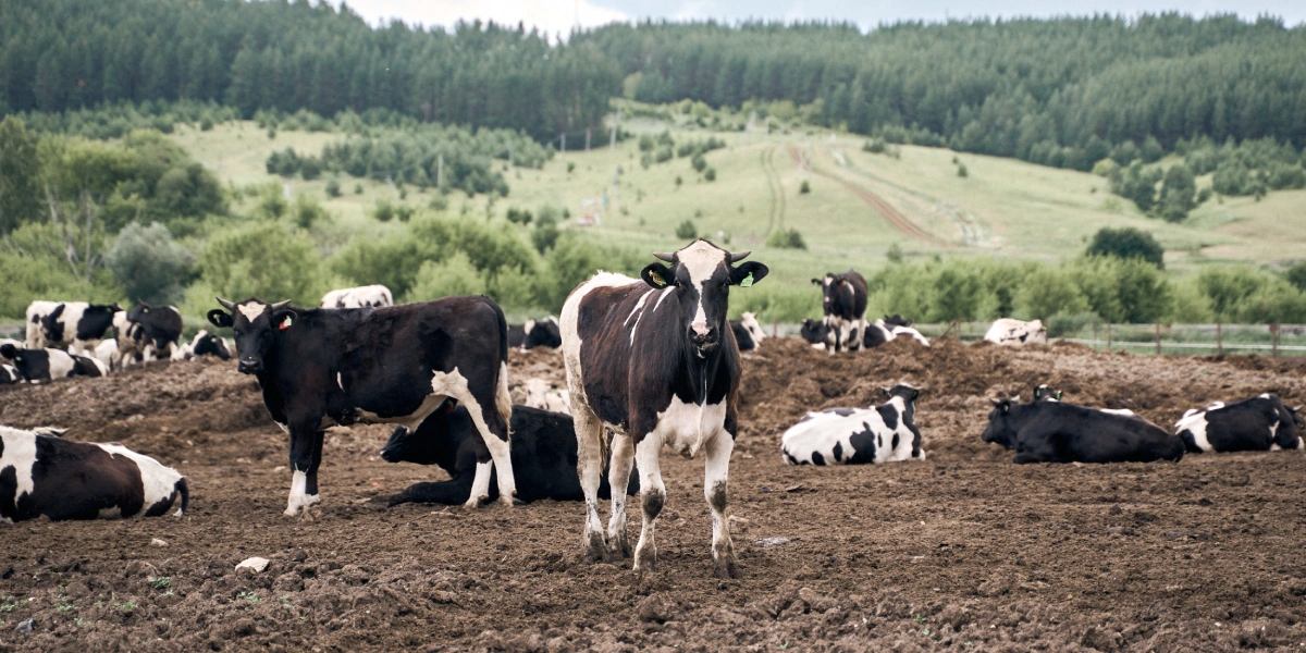 При достижении возраста 6 месяцев бычки переводятся на&nbsp;откормочные площадки. Они находятся в&nbsp;огороженных секциях, где в&nbsp;зависимости от&nbsp;возраста может быть размещено до&nbsp;400 голов
