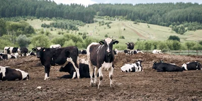 При достижении возраста 6 месяцев бычки переводятся на откормочные площадки. Они находятся в огороженных секциях, где в зависимости от возраста может быть размещено до 400 голов