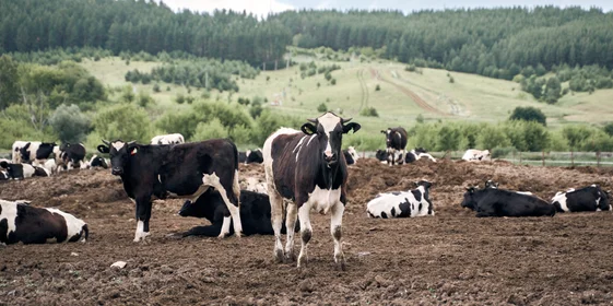 При достижении возраста 6 месяцев бычки переводятся на откормочные площадки. Они находятся в огороженных секциях, где в зависимости от возраста может быть размещено до 400 голов