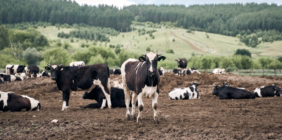При достижении возраста 6 месяцев бычки переводятся на&nbsp;откормочные площадки. Они находятся в&nbsp;огороженных секциях, где в&nbsp;зависимости от&nbsp;возраста может быть размещено до&nbsp;400 голов