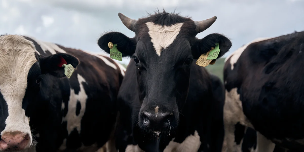 По мере взросления животных и набора массы тела их число в одной секции становится меньше