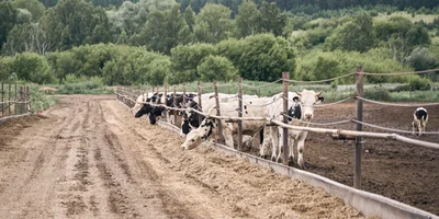 Открытое, беспривязное содержание животных позволяет достичь хорошего качества мяса