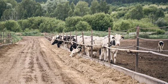 Открытое, беспривязное содержание животных позволяет достичь хорошего качества мяса