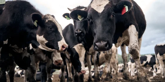 При достижении живой массы 500 килограммов и более животное отправляется на мясокомбинат