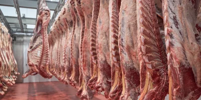 Разделанные полутуши помещаются в специальную камеру, где охлаждаются при интенсивном обдуве воздухом до тех пор, пока температура мяса в толще бедренной части не достигнет +2–4 градусов