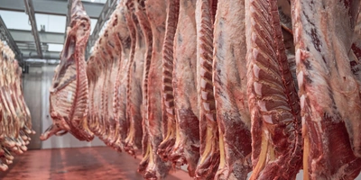 Разделанные полутуши помещаются в&nbsp;специальную камеру, где охлаждаются при&nbsp;интенсивном обдуве воздухом до&nbsp;тех пор, пока температура мяса в&nbsp;толще бедренной части не достигнет +2–4 градусов