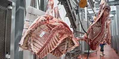 Охлаждённые полутуши разделяют на четверти — переднюю и заднюю. Затем они поступают на участок обвалки и жиловки