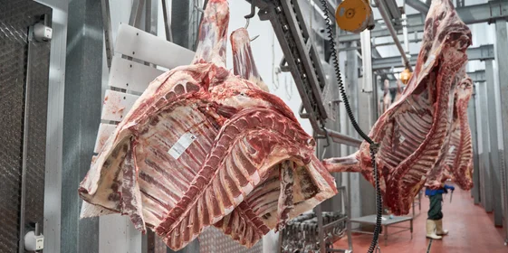 Охлаждённые полутуши разделяют на четверти — переднюю и заднюю. Затем они поступают на участок обвалки и жиловки