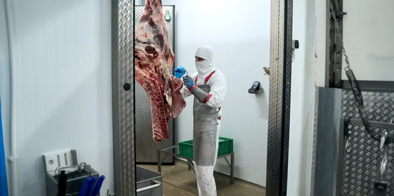 На предприятии применяют вертикальную обвалку — разделку полутуш в подвешенном состоянии. Такой метод позволяет снизить трудоёмкость и повысить эффективность разделки