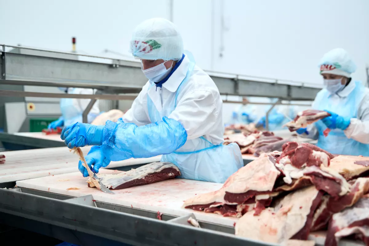 После обвалки мясо направляется на жиловку. Здесь специальными ножами отделяют мясо от соединительной ткани, сосудов, хрящей и жира