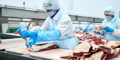 После обвалки мясо направляется на жиловку. Здесь специальными ножами отделяют мясо от соединительной ткани, сосудов, хрящей и жира