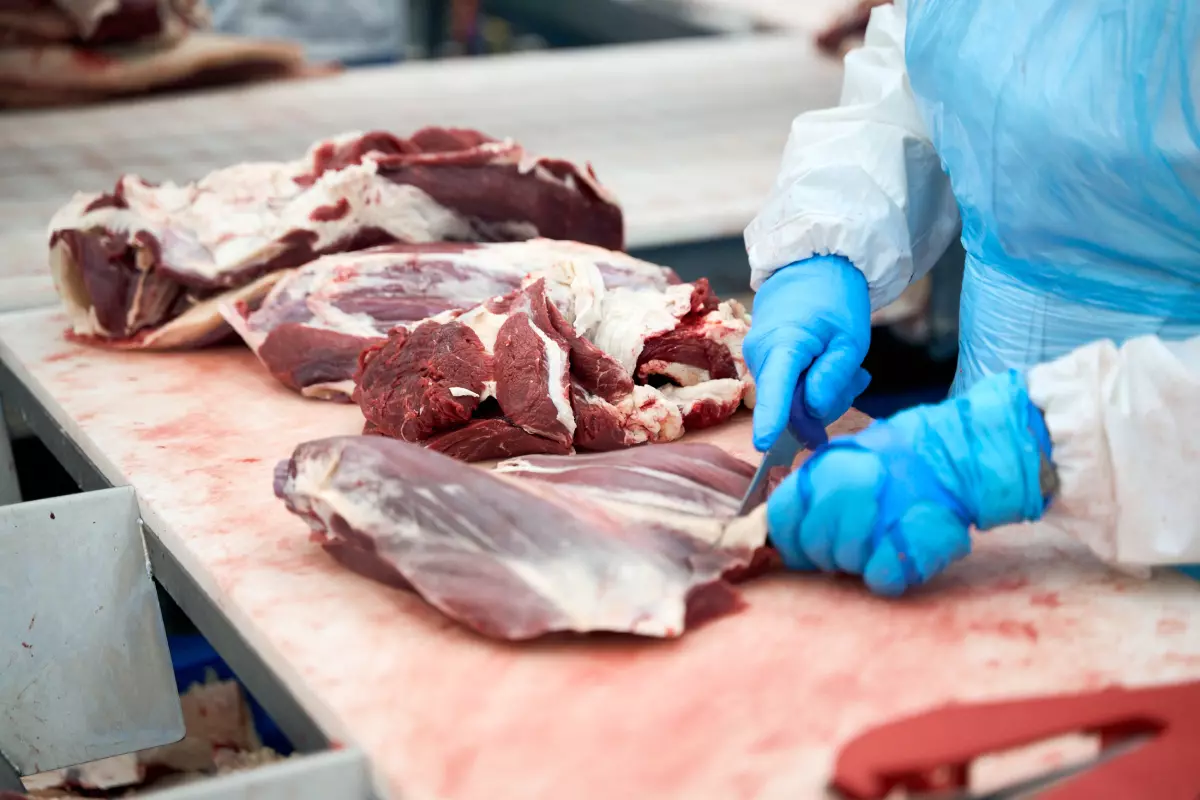 Работники участка жиловки отвечают за внешний вид мяса, которое поступает в продажу. Здесь мясо распределяется по сортам и подготавливается к дальнейшей глубокой переработке